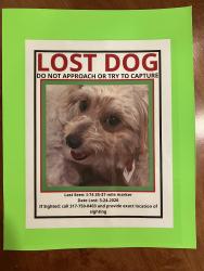Lost Male Dog last seen Sugar Creek Elementary , Crawfordsville, IN 47933