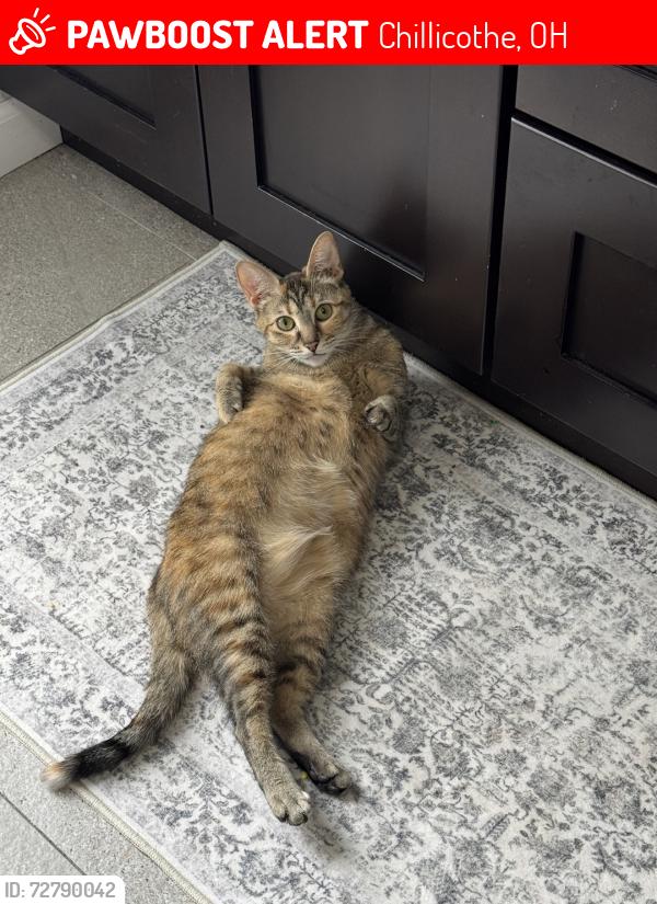 Lost Female Cat last seen Dry Run and Lick Run or Dry Run and Graves Rd, Chillicothe, OH 45601