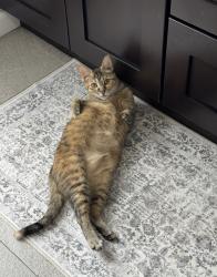 Lost Female Cat last seen Dry Run and Lick Run or Dry Run and Graves Rd, Chillicothe, OH 45601