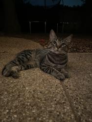 Lost Male Cat last seen Bardin and Bowen, Arlington, TX 76017