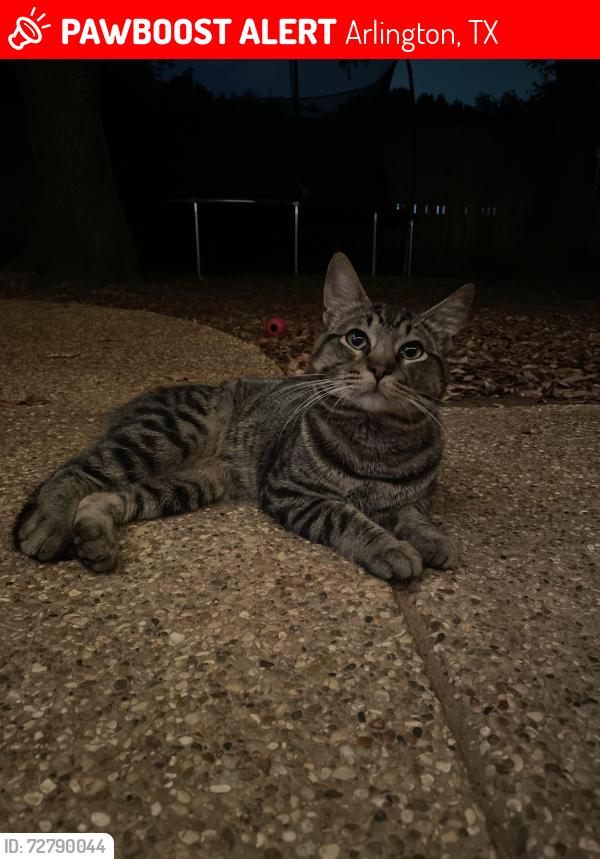 Lost Male Cat last seen Bardin and Bowen, Arlington, TX 76017