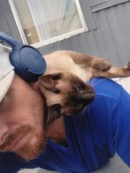 Lost Female Cat last seen Near E Lacey Oak Circle 77380, Spring, TX 77380