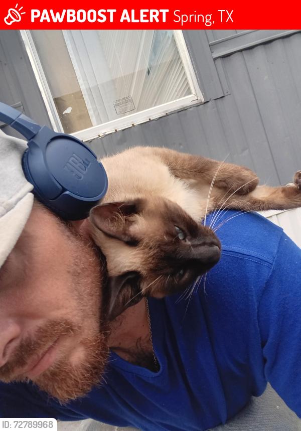 Lost Female Cat last seen Near E Lacey Oak Circle 77380, Spring, TX 77380