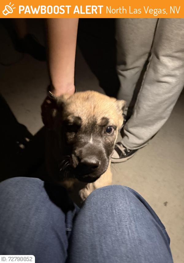 Found/Stray Female Dog last seen Nelson street, North Las Vegas, NV 89032