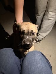 Found/Stray Female Dog last seen Nelson street, North Las Vegas, NV 89032