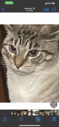 Lost Male Cat last seen Near Goodrange Dr Site 21 Milton, FL, Milton, FL 32583