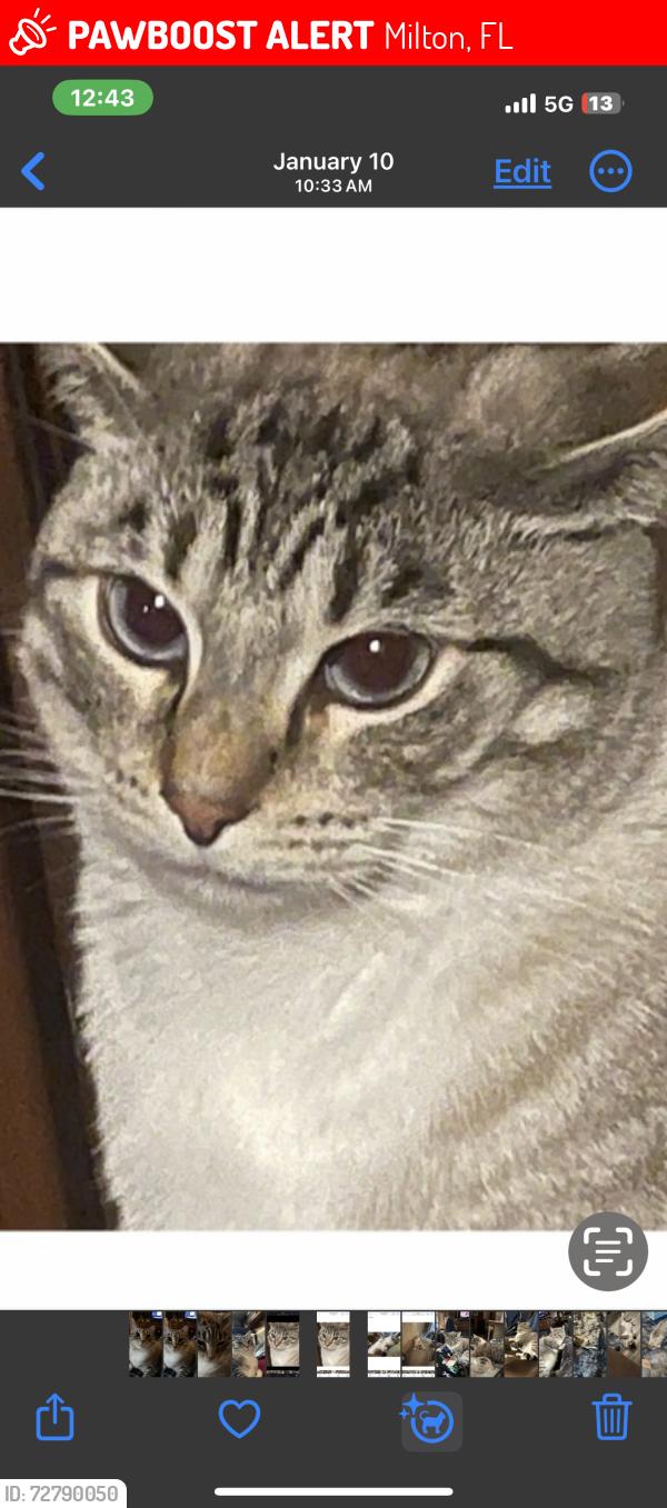 Lost Male Cat last seen Near Goodrange Dr Site 21 Milton, FL, Milton, FL 32583