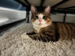Lost Male Cat last seen Stark park , Manchester, NH 03104