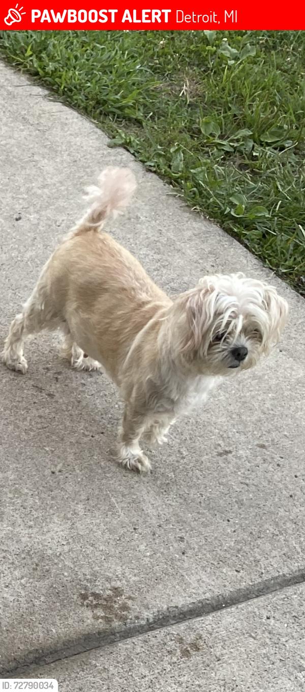 Lost Female Dog last seen Detroit mi, Detroit, MI 48205