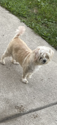 Lost Female Dog last seen Detroit mi, Detroit, MI 48205