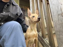 Found/Stray Male Dog last seen Pinehurst pocket park, Seattle, WA 98125