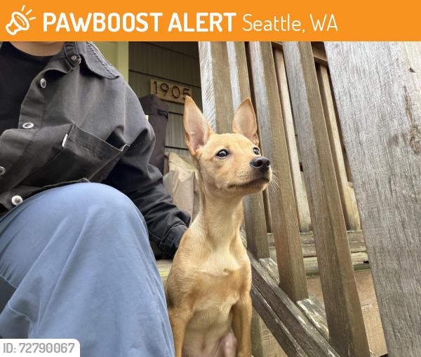Found/Stray Male Dog last seen Pinehurst pocket park, Seattle, WA 98125