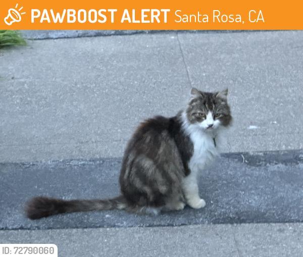 Found/Stray Female Cat last seen Friedman Community Center, Santa Rosa, CA 95405