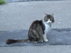 Found/Stray Female Cat last seen Friedman Community Center, Santa Rosa, CA 95405