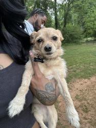 Lost Male Dog last seen The kendrick, Atlanta, GA 30324