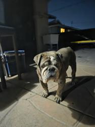 Lost Male Dog last seen Hilltop x East L st, Chula Vista, CA 91911