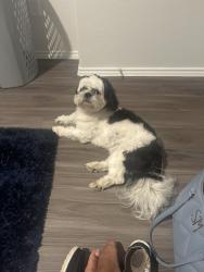 Found/Stray Male Dog last seen Imperial valley , Houston, TX 77090