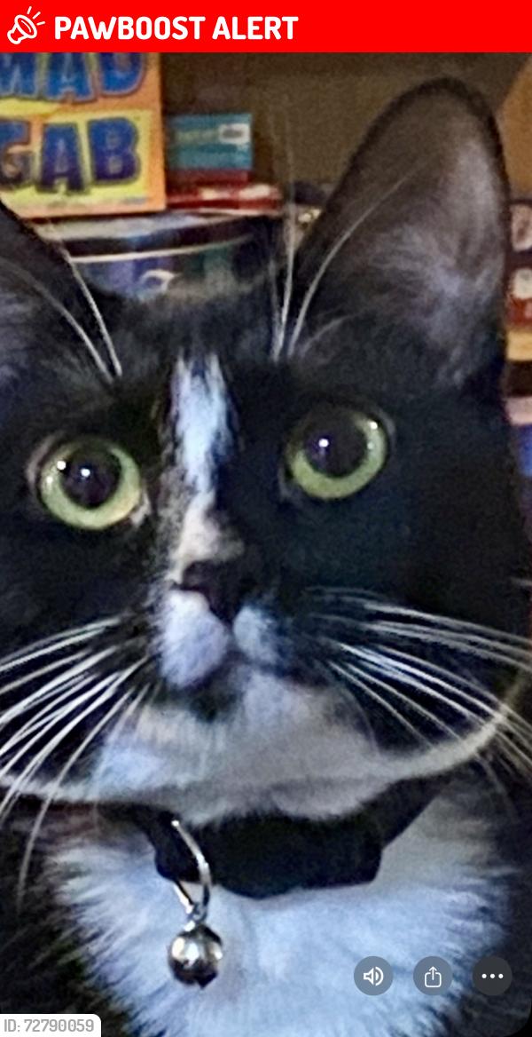 Lost Female Cat last seen Jet will not Drive and Keith Drive, Colorado Springs, CO 80916