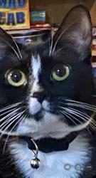 Lost Female Cat last seen Jet will not Drive and Keith Drive, Colorado Springs, CO 80916