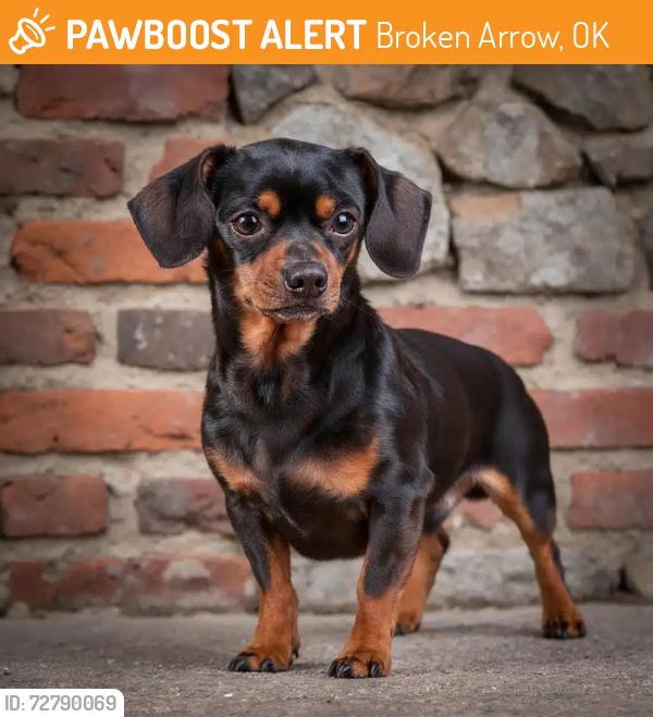 Found/Stray Unknown Dog last seen Near the stop sign of 51st and 209th, Broken Arrow, OK 74014