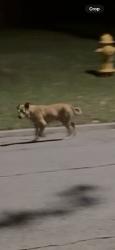 Found/Stray Unknown Dog last seen 24th and cincinatti, Tulsa, OK 74114