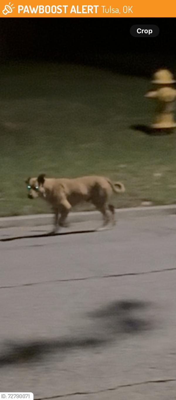Found/Stray Unknown Dog last seen 24th and cincinatti, Tulsa, OK 74114