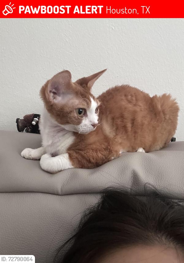 Lost Male Cat last seen Near Tanager St, Houston, TX 77036