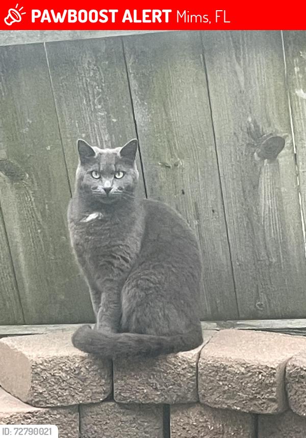 Lost Male Cat last seen Cape Kennedy RV park on 46 across from LOVEs, Mims, FL 32754