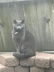 Lost Male Cat last seen Cape Kennedy RV park on 46 across from LOVEs, Mims, FL 32754