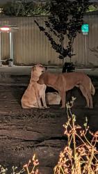 Found/Stray Unknown Dog last seen Centennial and Zarazomra , San Antonio, TX 78211