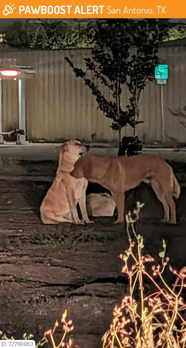 Found/Stray Unknown Dog last seen Centennial and Zarazomra , San Antonio, TX 78211