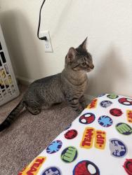 Lost Male Cat last seen Around 18261 e 51st st area. Sorry we arw brand new here to CO, Denver, CO 80249