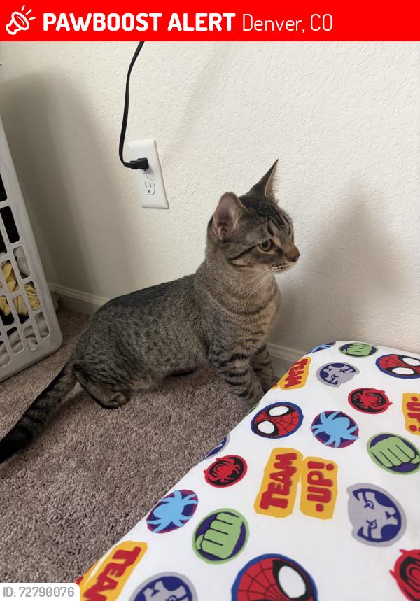 Lost Male Cat last seen Around 18261 e 51st st area. Sorry we arw brand new here to CO, Denver, CO 80249