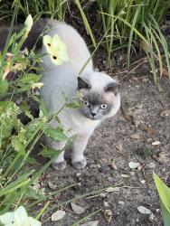 Found/Stray Unknown Cat last seen Unknown, Irvine, CA 92602
