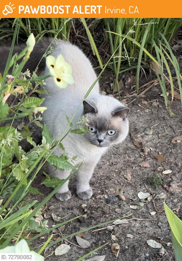 Found/Stray Unknown Cat last seen Unknown, Irvine, CA 92602