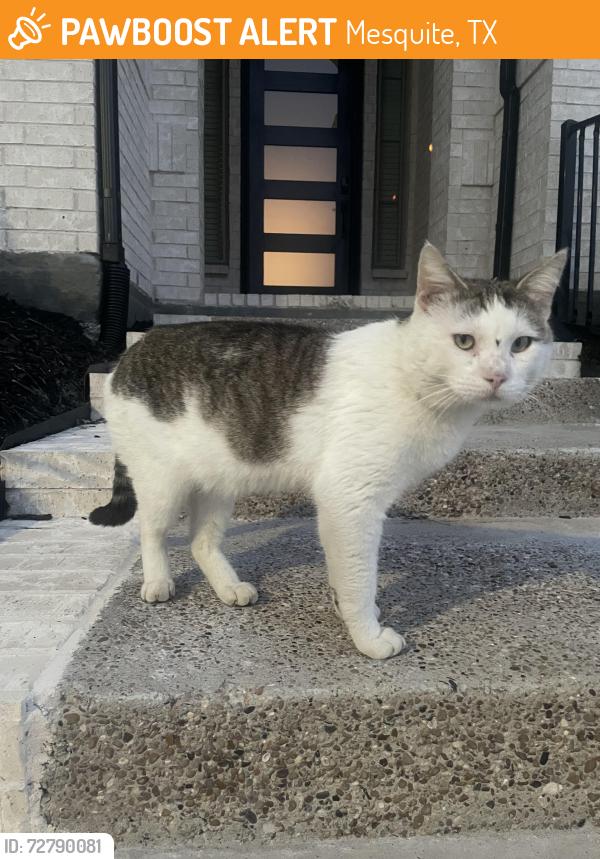 Found/Stray Male Cat last seen Flourishing Way & Crimson Sweet, Mesquite, TX 75126