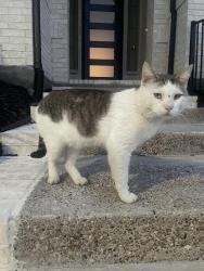 Found/Stray Male Cat last seen Flourishing Way & Crimson Sweet, Mesquite, TX 75126
