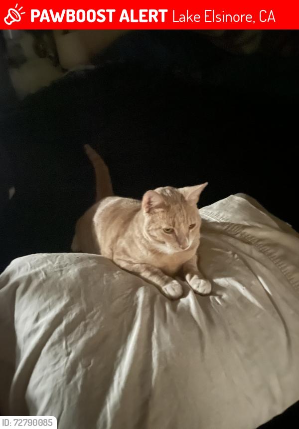 Lost Male Cat last seen Nichols, El Toro, Lake Elsinore, CA 92532