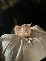 Lost Male Cat last seen Nichols, El Toro, Lake Elsinore, CA 92532