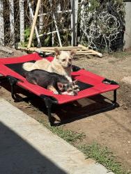 Found/Stray Male Dog last seen El Segundo & Central Ave, Los Angeles, CA 90059