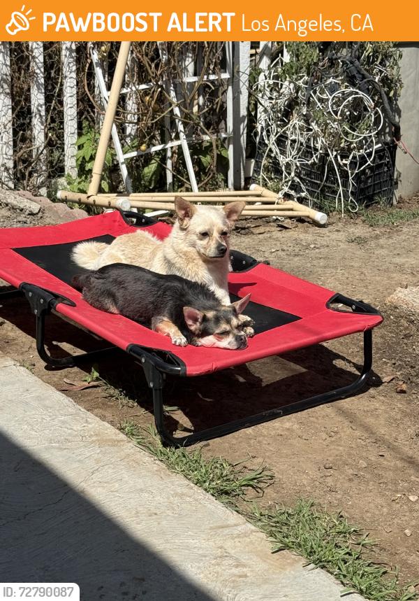 Found/Stray Male Dog last seen El Segundo & Central Ave, Los Angeles, CA 90059