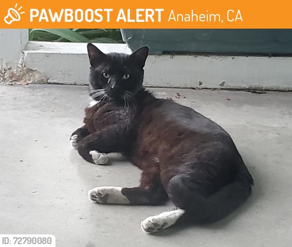 Found/Stray Male Cat last seen Nutwood and Cris   Anaheim, Anaheim, CA 92804