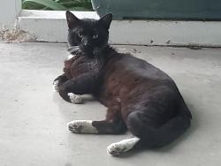Found/Stray Male Cat last seen Nutwood and Cris   Anaheim, Anaheim, CA 92804