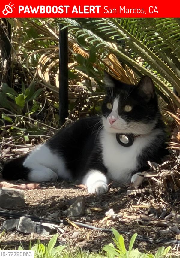 Lost Male Cat last seen Borden and Via Barquero, San Marcos, CA 92069