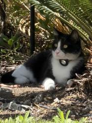 Lost Male Cat last seen Borden and Via Barquero, San Marcos, CA 92069