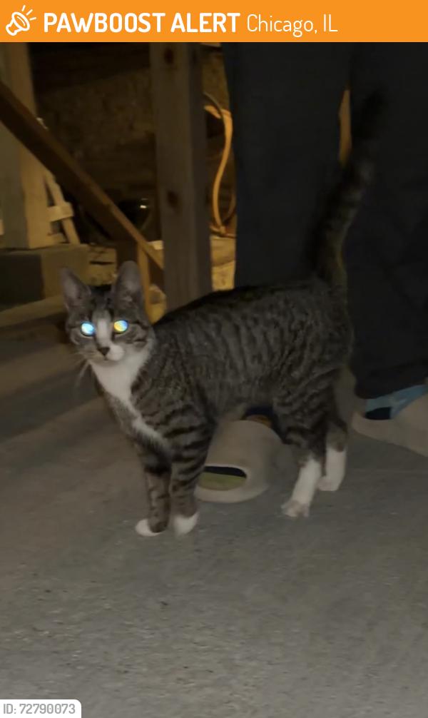 Found/Stray Unknown Cat last seen Near N Kenmore Ave Chicago, IL  60613 United States, Chicago, IL 60613