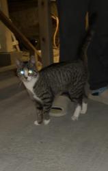 Found/Stray Unknown Cat last seen Near N Kenmore Ave Chicago, IL  60613 United States, Chicago, IL 60613