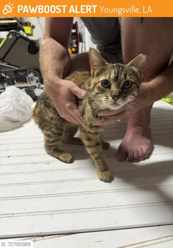 Found/Stray Female Cat last seen Forest grove , Youngsville, LA 70592
