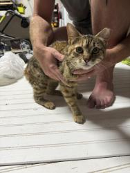 Found/Stray Female Cat last seen Forest grove , Youngsville, LA 70592