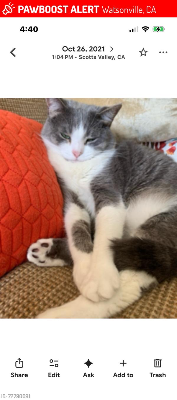 Lost Female Cat last seen Bridge street , Watsonville, CA 95076